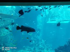 -海棠湾洲际-涛·海底餐厅·美人鱼·自助餐·海底隧道