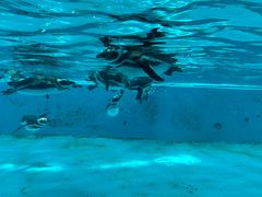 -帝企鹅自助餐厅•儿童岛•真企鹅(长隆企鹅酒店)