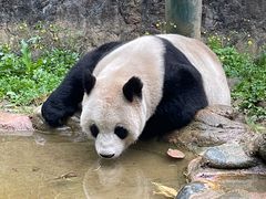 -都江堰中华大熊猫苑
