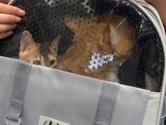 -安安宠医宠物医院·异宠·犬猫内科(岳阳分院)