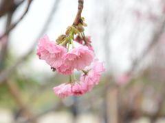 -天适樱花悠乐园