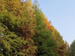 -八大山人梅湖景区