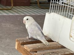 -吉丁鸟咖·异宠·寄养