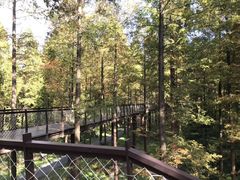 -黄海国家森林公园