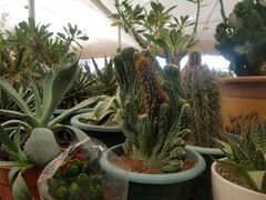 -龙大花卉苗木市场