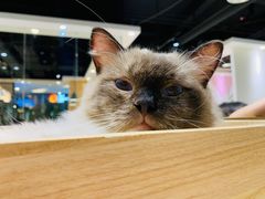 -藏猫猫咖啡主题馆(中央大道店)