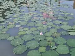 -聚龙湖公园