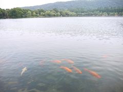 -西湖游船