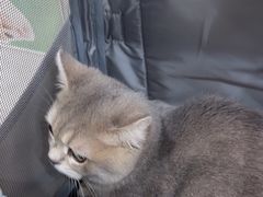 -四月宠物医院·猫专科·心脏专科·内科(转塘店)