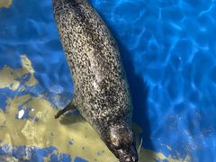 -太平洋海底世界