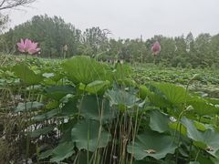 -微山湖红荷湿地景区