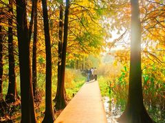 -溱湖国家湿地公园