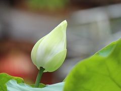 IMG_3256-荷香居(洞企石路店)