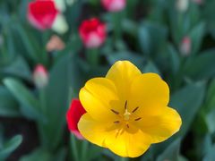 -石家庄市植物园