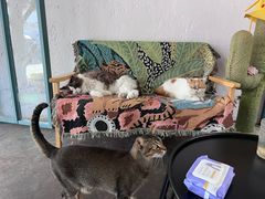 -喵屿·大理花园猫咖