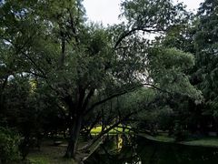 -上海共青森林公园