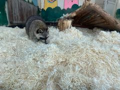 -大连森林动物园