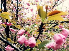 iphone_upload_pic-西安青龙寺遗址景区