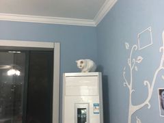 -喵的天空名猫咖啡馆·撸猫·猫舍·用品