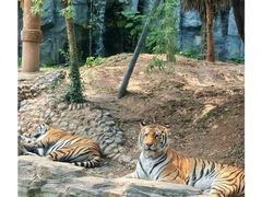 -五龙山野生动物王国