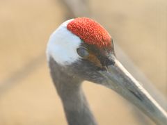 -盐城丹顶鹤湿地生态旅游区