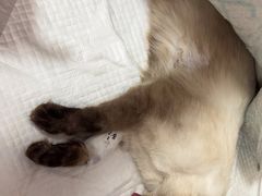 -北京观赏动物医院·24小时大型综合·猫专科·异宠专科