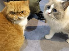 -猫房·猫吧·猫咖(龙湖时代汇店)