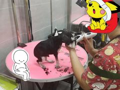 -宠福鑫康馨动物医院·骨科·眼科