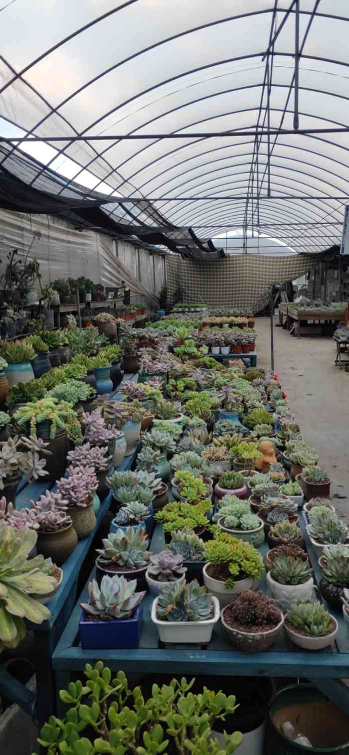 上海华新花卉苗木基地-"20200409周四上午近十二点了才到,.