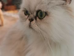 -more than meow吴止猫主题餐厅(承德 中船汇店)