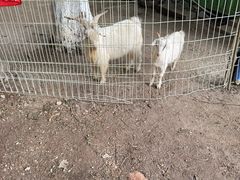 -武陵山森林公园