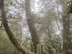 -云南屏边大围山国家公园