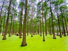 -渌洋湖湿地公园