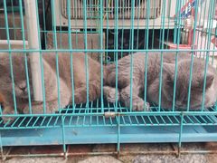 -秦美花卉(天朗·莱茵小城2期店)