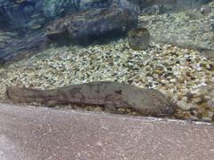 -上海海洋水族馆