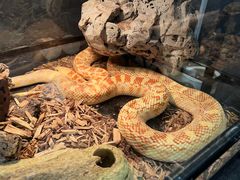 -FAIRYLAND龙族星球主题餐厅(凯丹广场店)