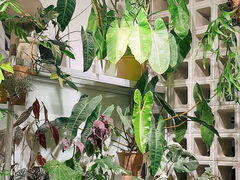 -自由生长植物工作室(深港花卉中心店)