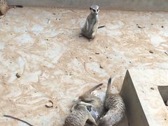 -辛玛王国游乐园