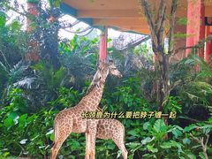 -广州长隆野生动物世界