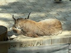 -青藏高原野生动物园