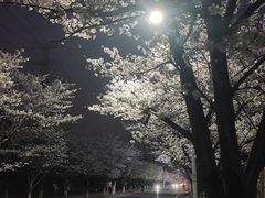 -高东镇樱花园