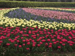 -上海鲜花港