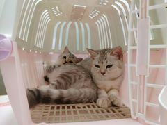 -伟伟宠物医院·瑞派猫友好医院·猫科(光谷店)