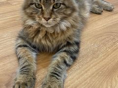 -COLOR PETS 撸猫馆·购猫·猫咖(长风大悦城店)
