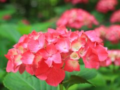 -上海滨江森林公园