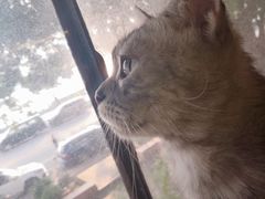 -more than meow吴止猫主题餐厅(承德 中船汇店)