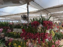 -龙大花卉苗木市场