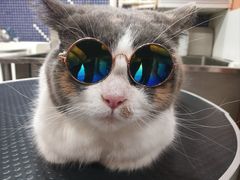 -车接车送·寄养洗护·德文猫舍(大宁店)
