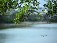 -大湾区中央湿地公园