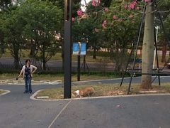 -景田北六街公园宠物主题园